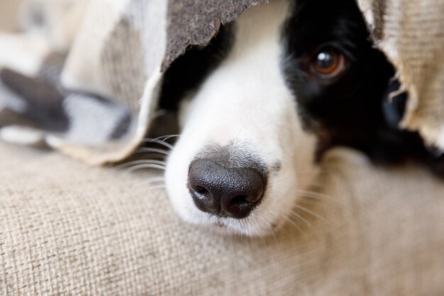 Zabawny portret szczeniaka rasy border collie leżącego na kanapie pod kratą wewnątrz