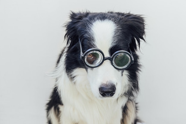 Zabawny portret szczeniaka rasy border collie w komicznych okularach na białym tle mały ...