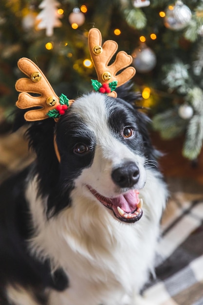 Zabawny portret uroczego szczeniaka rasy border collie w kostiumie świątecznym w kapeluszu z rogami jelenia...