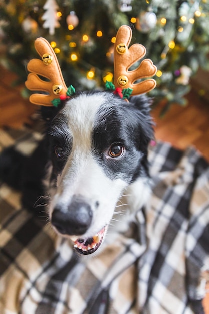 Zabawny portret uroczego szczeniaka rasy border collie w kostiumie świątecznym w kapeluszu z rogami jelenia...