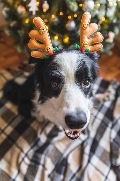 Zabawny portret uroczego szczeniaka rasy border collie w kostiumie świątecznym z rogami jelenia...