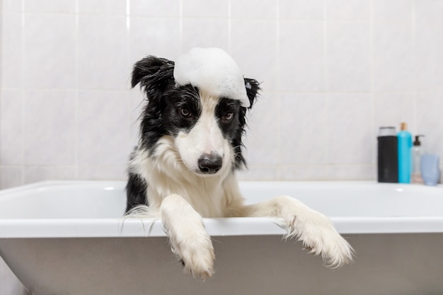 Zabawny portret wewnętrzny szczeniaka rasy border collie siedzącego w wannie dostaje kąpiel z bąbelkami pod prysznicem z szamponem.