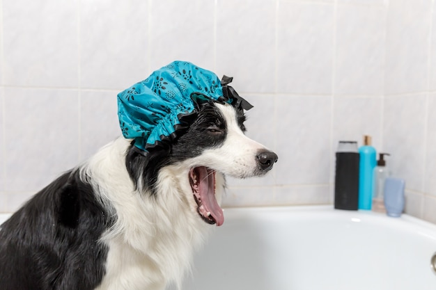 Zabawny portret wewnętrzny szczeniaka rasy border collie siedzącego w wannie dostaje kąpiel z bąbelkami w czepku