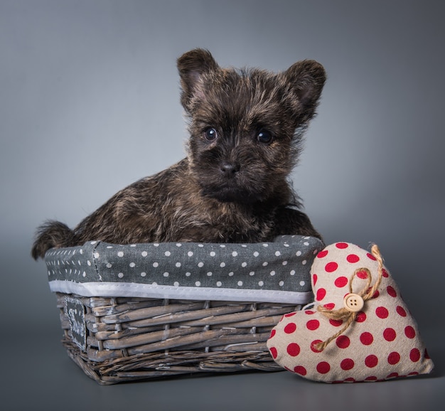 Zabawny pręgowany szczeniak Cairn Terrier w drewnianym koszu z czerwonym sercem na Walentynki. Portret na białym tle na szarym tle studio.