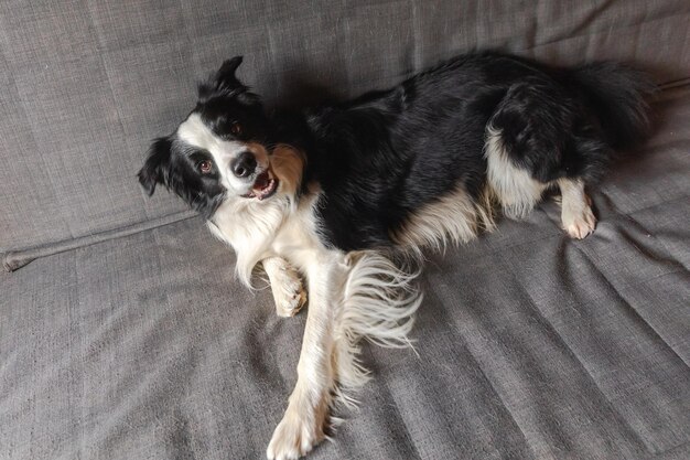 Zabawny śliczny szczeniaczek border collie leżący na kanapie w domu w domu pies odpoczywa gotowy do spania...