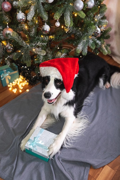 Zabawny śliczny szczeniak border collie ubrany w świąteczny kostium czerwony kapelusz świętego mikołaja z leżącym pudełkiem na prezent