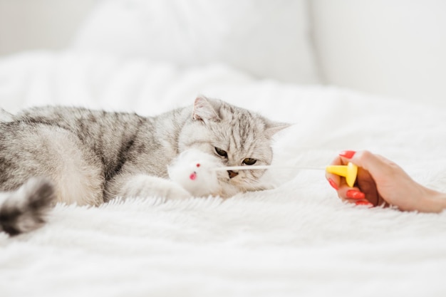 Zdjęcie zabawny szary kot bawi się zabawką myszy szkocki kotek bawi się zabawkami