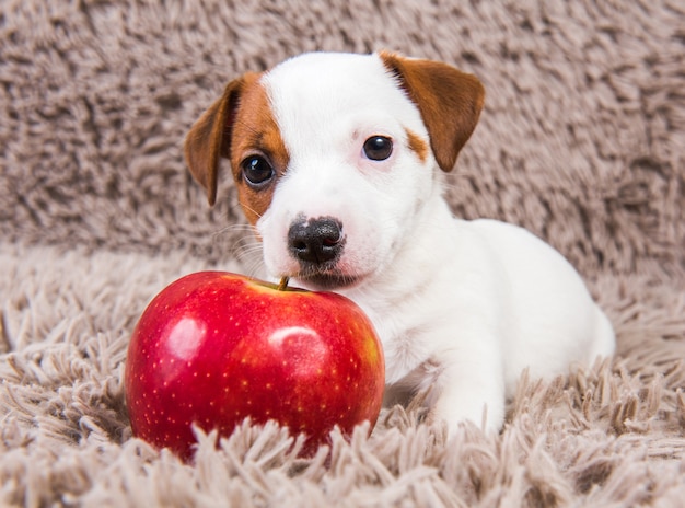 Zabawny szczeniak Jack Russell Terrier leży z czerwonym jabłkiem.