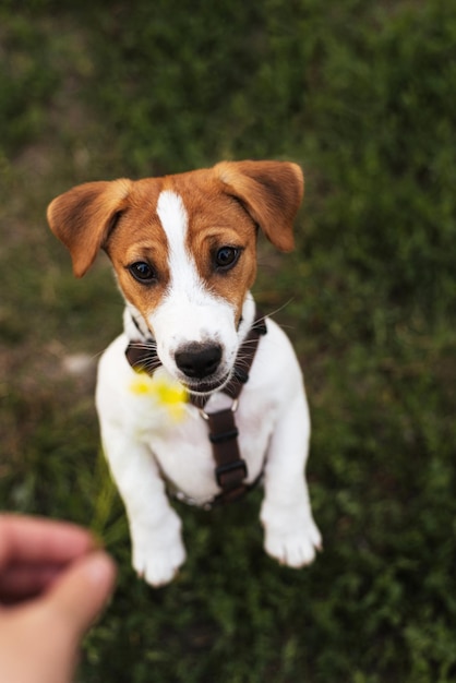 Zabawny szczeniak jack russell terrier patrzy na rękę z kwiatkiem Rasowe zwierzątko chce się bawić