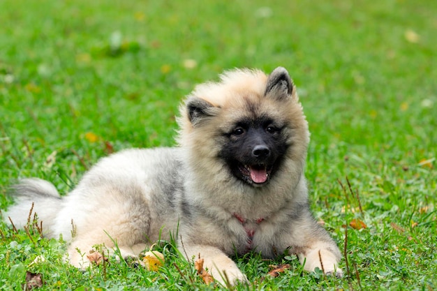 Zabawny szczeniak Keeshond leży na zielonym polu. Zbliżenie.