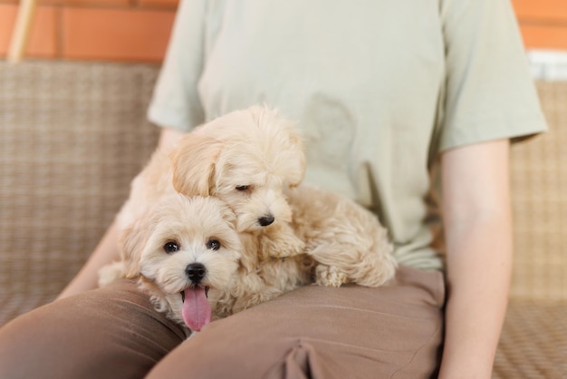 Zabawny szczeniak Maltipoo odpoczywa w nowoczesnym wnętrzu