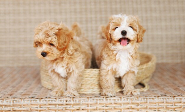 Zdjęcie zabawny szczeniak maltipoo odpoczywa w nowoczesnym wnętrzu