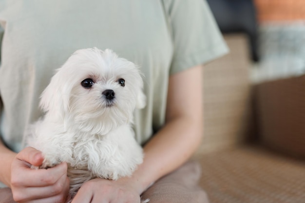 Zabawny szczeniak Maltipoo odpoczywa w nowoczesnym wnętrzu