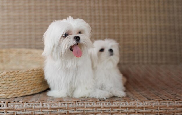 Zabawny szczeniak Maltipoo odpoczywa w nowoczesnym wnętrzu