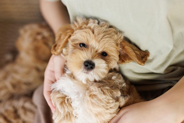 Zdjęcie zabawny szczeniak maltipoo odpoczywa w nowoczesnym wnętrzu