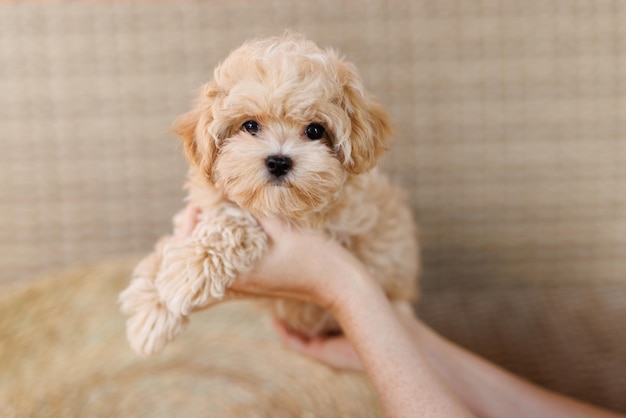 Zabawny szczeniak Maltipoo odpoczywa w nowoczesnym wnętrzu