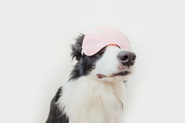 Zabawny szczeniak pies border collie z maską do spania na białym tle