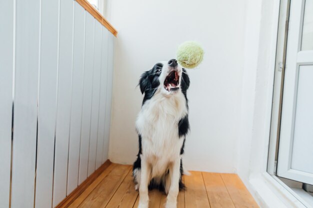 Zabawny szczeniak pies rasy border collie trzymając piłkę zabawka w ustach w domu, grając z właścicielem