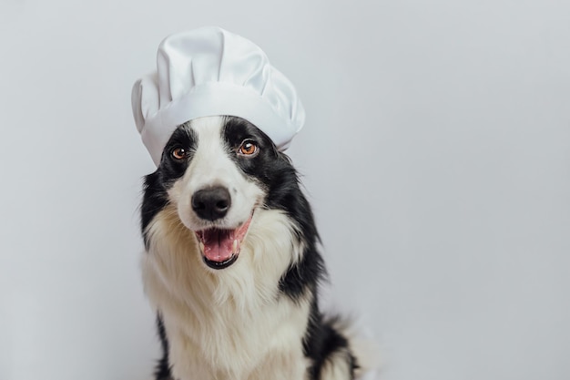 Zabawny szczeniak pies rasy border collie w kapeluszu kucharz gotowania na białym tle Pies szefa kuchni gotowanie obiadu Domowe jedzenie restauracja koncepcja menu Proces gotowania