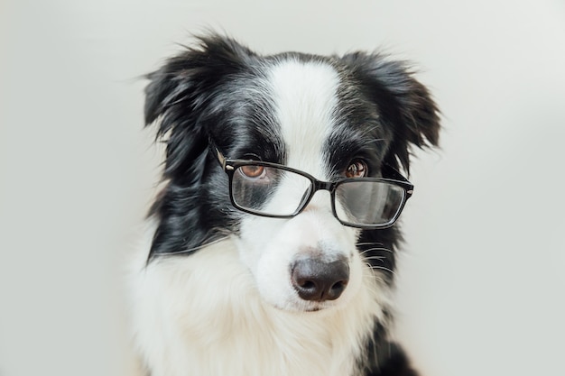 Zabawny szczeniak pies rasy border collie w okularach na białym tle