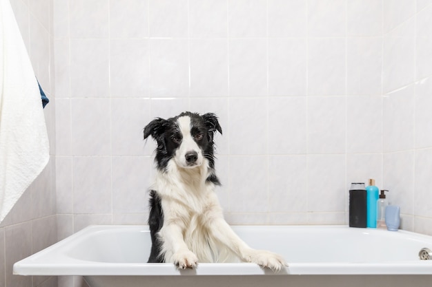 Zabawny szczeniak rasy border collie siedzi w wannie i bierze kąpiel z bąbelkami pod prysznicem z szamponem