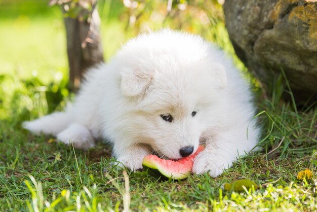 Zabawny szczeniak samoyed jedzący arbuza na trawie