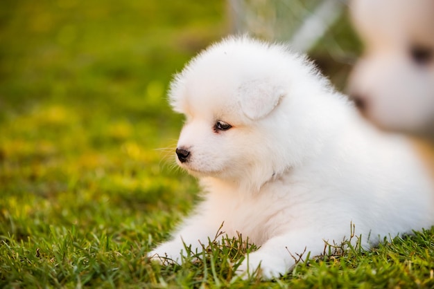 Zabawny szczeniak samoyed na zielonej trawie