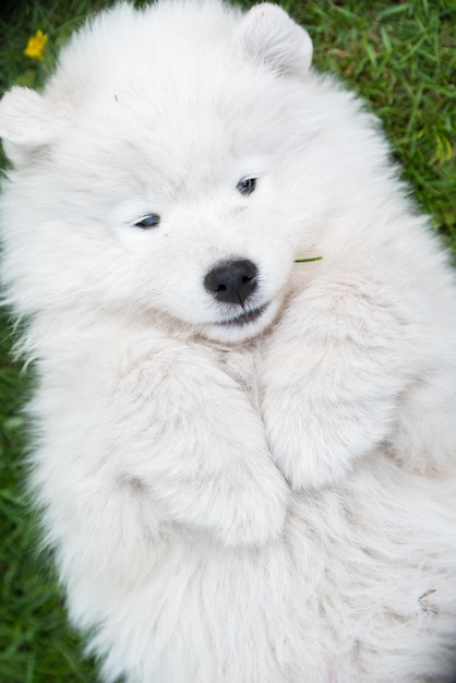 Zabawny szczeniak samoyed pies widok z góry na zielonej trawie