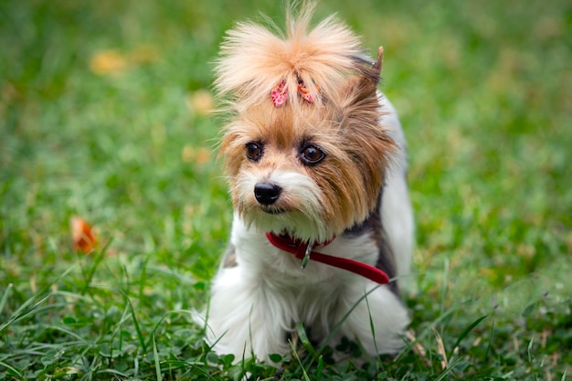 Zabawny szczeniak Yorkshire terrier bawi się na trawie.