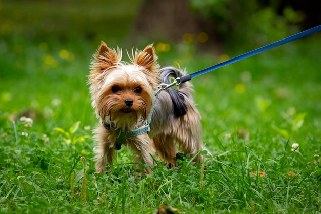 Zabawny szczeniak Yorkshire terrier bawi się na trawie.