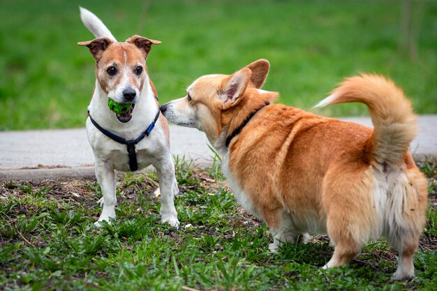 Zdjęcie zabawny szczęśliwy pies rasy jack russell bawiący się z zabawkową piłką na zielonym trawniku w parku