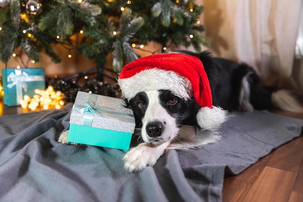 Zabawny uroczy szczeniak pies border collie ubrany w świąteczny kostium czerwony kapelusz Świętego Mikołaja z pudełkiem na prezenty leżąc w pobliżu choinki w domu w domu Przygotowanie do wakacji Happy Merry Christmas concept