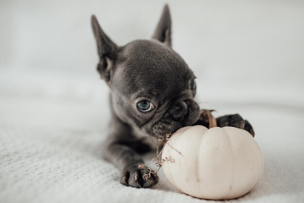 Zabawny uroczy uroczy niebieski szczeniak buldoga francuskiego z białą dynią na Halloween!