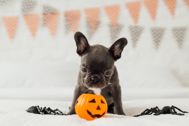 Zabawny uroczy uroczy niebieski szczeniak buldoga francuskiego z dyniową zabawką Jack na święta Halloween