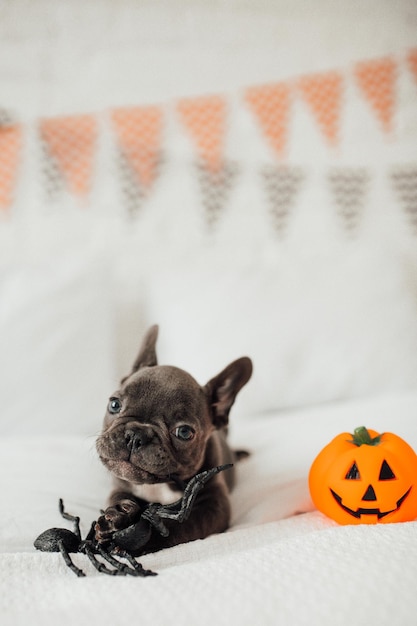 Zabawny uroczy uroczy niebieski szczeniak buldoga francuskiego z zabawkową dynią Jackiem i pająkami na imprezie Halloween