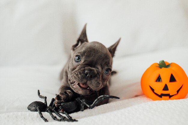 Zabawny uroczy uroczy niebieski szczeniak buldoga francuskiego z zabawkową dynią Jackiem i pająkami na imprezie Halloween