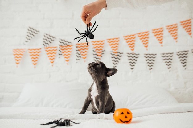 Zabawny uroczy uroczy niebieski szczeniak buldoga francuskiego z zabawkową dynią Jackiem i pająkami na imprezie Halloween