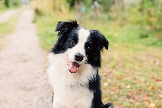 Zabawny uśmiechający się szczeniak rasy border collie gra siedząc na suchych liści jesienią w parku na świeżym powietrzu. Pies na spacery w jesienny dzień. Witam jesień koncepcja zimna pogoda.