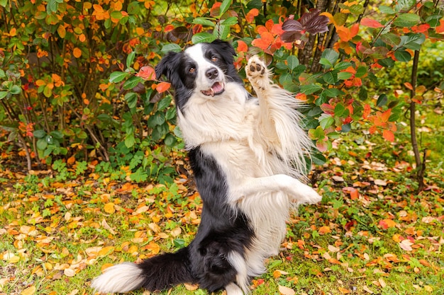 Zabawny uśmiechający się szczeniak rasy border collie grający skoki na tle kolorowych liści jesienią w parku ou