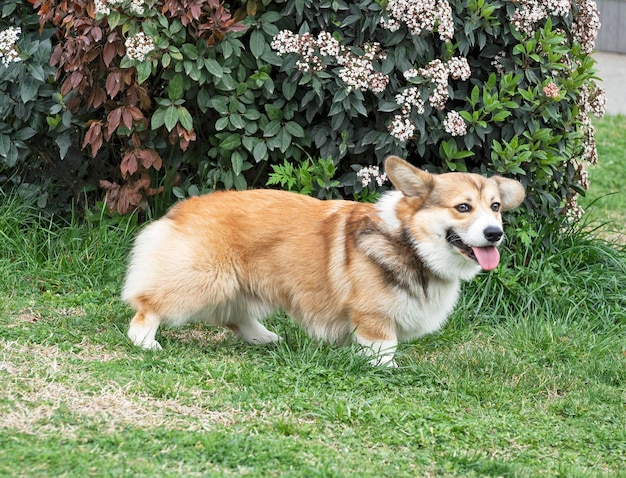 Zabawny uśmiechnięty pies corgi spacerujący na świeżym powietrzu w letni dzień