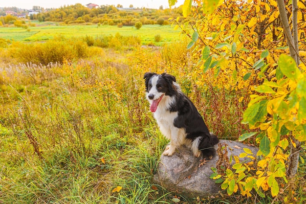 Zabawny Uśmiechnięty Szczeniak Rasy Border Collie Grający Siedząc Na Kamieniu W Parku Na Zewnątrz Suchy żółty Jesienny Urlop