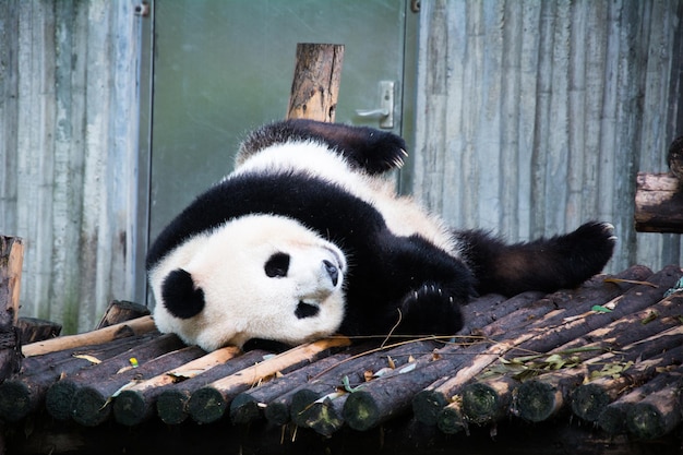 Zdjęcie zabawny wielki niedźwiedź panda śpi w zoo w chengdu w chinach