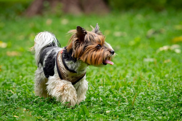 Zabawny Yorkshire terrier bawi się na trawie...