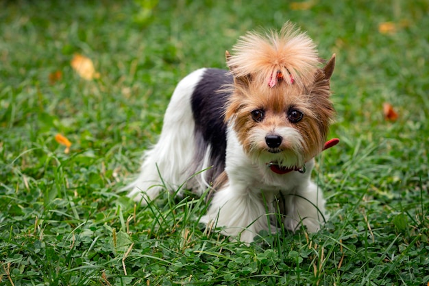 Zabawny Yorkshire terrier zbliżenie na tle trawy.