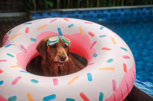 Zabawny złoty retriever siedzi w bańce w kształcie pączka i nosi okulary do pływania