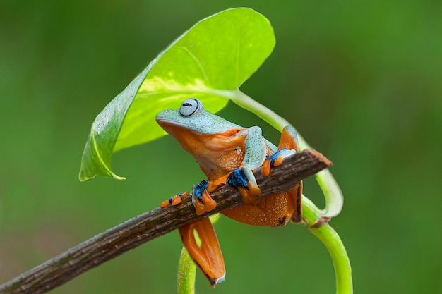 Zdjęcie Żaby drzewne latająca żaba siedzi na gałęzi pod liściem
