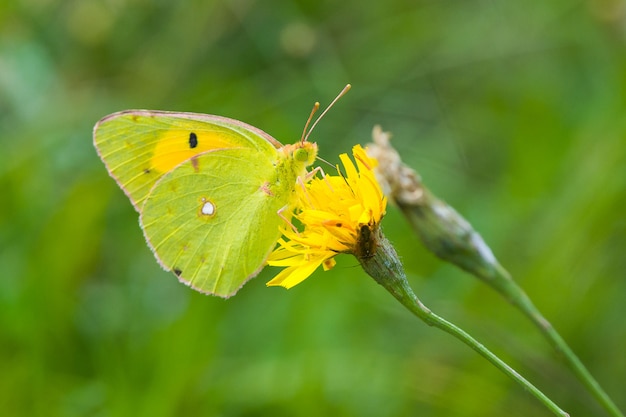 Zachmurzony żółty motyl