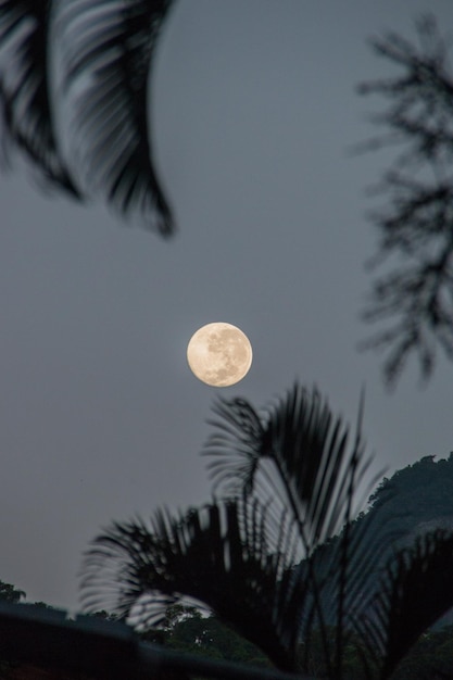 Zachód księżyca z sylwetką drzew w sąsiedztwie Copacabana Rio de Janeiro, Brazylia.