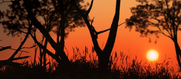 Zdjęcie zachód słońca, drzewa i trawa ilustracja 3d