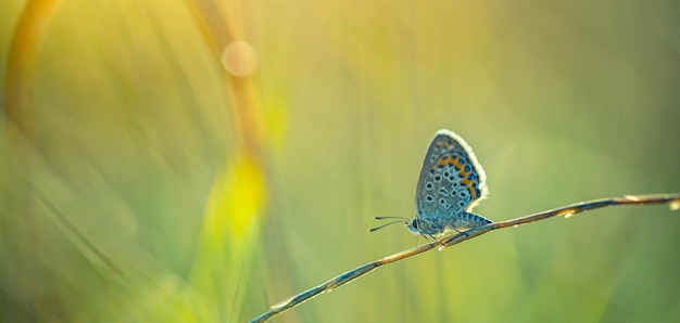 Zachód słońca lekka natura łąka pole z motylem jako jesień tło. Piękne rozmycie łąki suchej jesieni